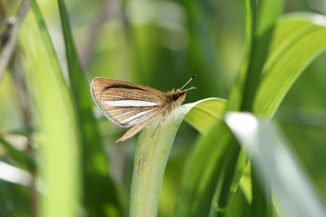 多摩川河川敷のチョウ その２（2019/04/20）_d0332816_20201780.jpg