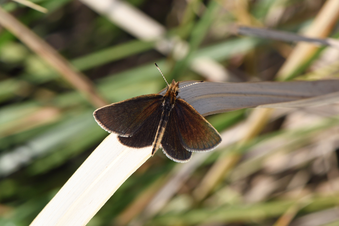 多摩川河川敷のチョウ その２（2019/04/20）_d0332816_20203107.jpg