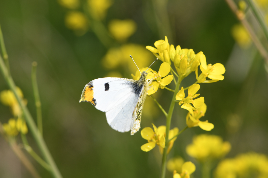 多摩川河川敷のチョウ その２（2019/04/20）_d0332816_20205510.jpg