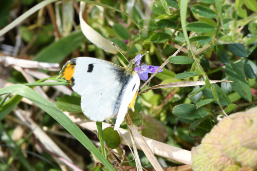 多摩川河川敷のチョウ その２（2019/04/20）_d0332816_20210672.jpg