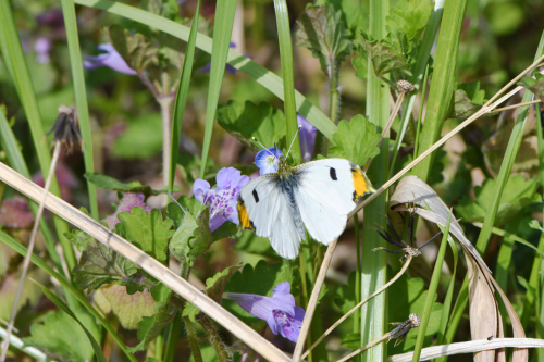 多摩川河川敷のチョウ その２（2019/04/20）_d0332816_20211034.jpg