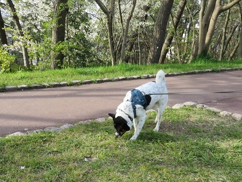 桜の次は、チューリップ！_c0084117_17583750.jpg