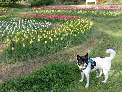 桜の次は、チューリップ！_c0084117_18001680.jpg