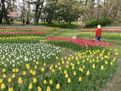 桜の次は、チューリップ！_c0084117_18015896.jpg