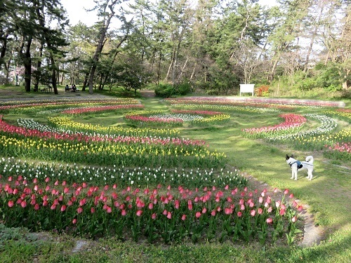 桜の次は、チューリップ！_c0084117_18030545.jpg