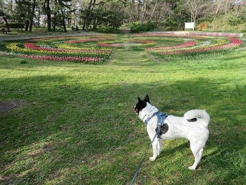 桜の次は、チューリップ！_c0084117_18033192.jpg