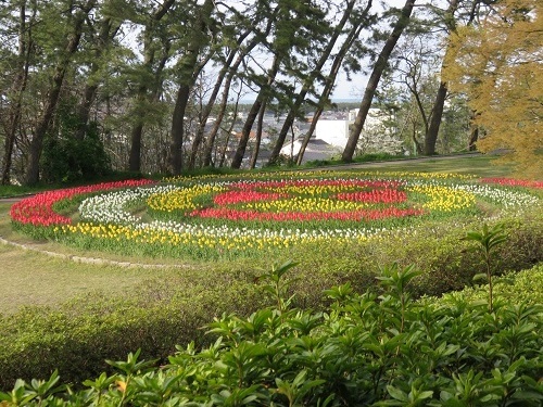 桜の次は、チューリップ！_c0084117_18053644.jpg