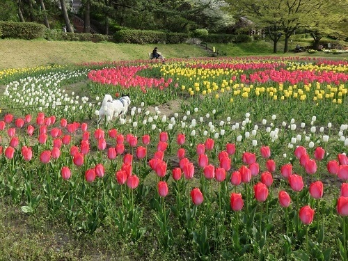 桜の次は、チューリップ！_c0084117_18081116.jpg