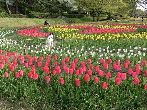 桜の次は、チューリップ！_c0084117_18081953.jpg