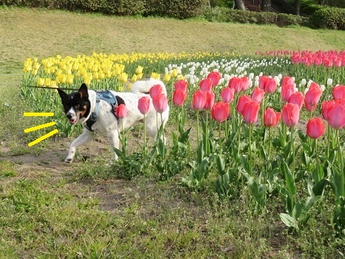 桜の次は、チューリップ！_c0084117_18091834.jpg