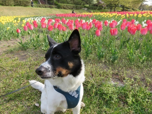 桜の次は、チューリップ！_c0084117_18110766.jpg