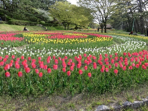 桜の次は、チューリップ！_c0084117_18221780.jpg