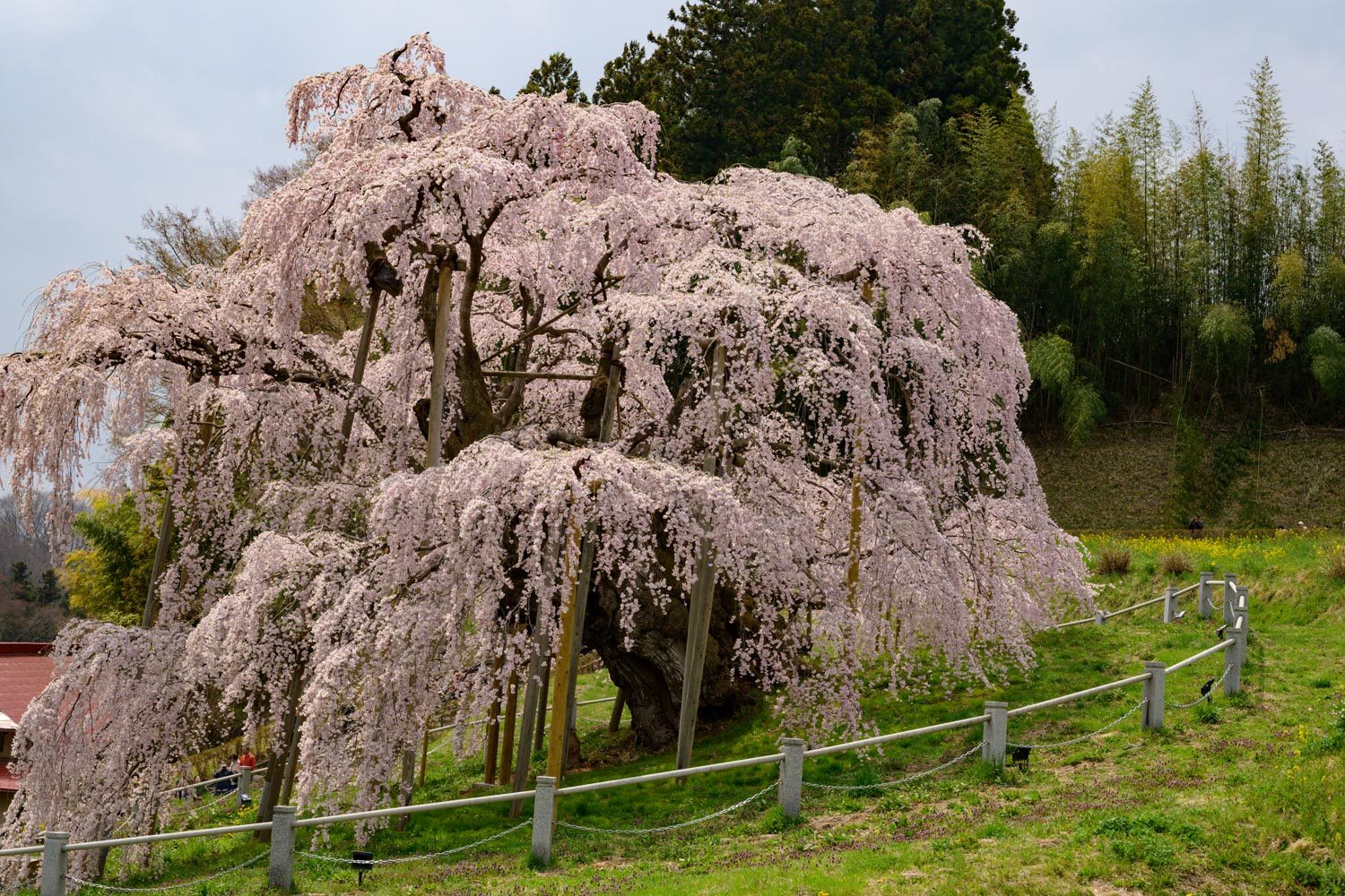 Sakura 2019 in Miharu「Takizakura」_a0041722_09135821.jpg