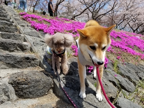 無事につくづく感謝　花の河口湖でアイス_e0016828_11221149.jpg