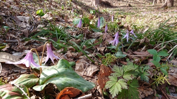 咲きました、山野草!_c0213830_12200696.jpg