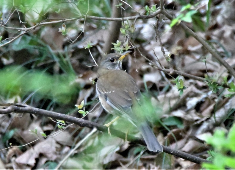 まだまだ冬鳥がいます。シロハラ、ヤマガラ、カシラダカ_e0385334_15352030.jpg