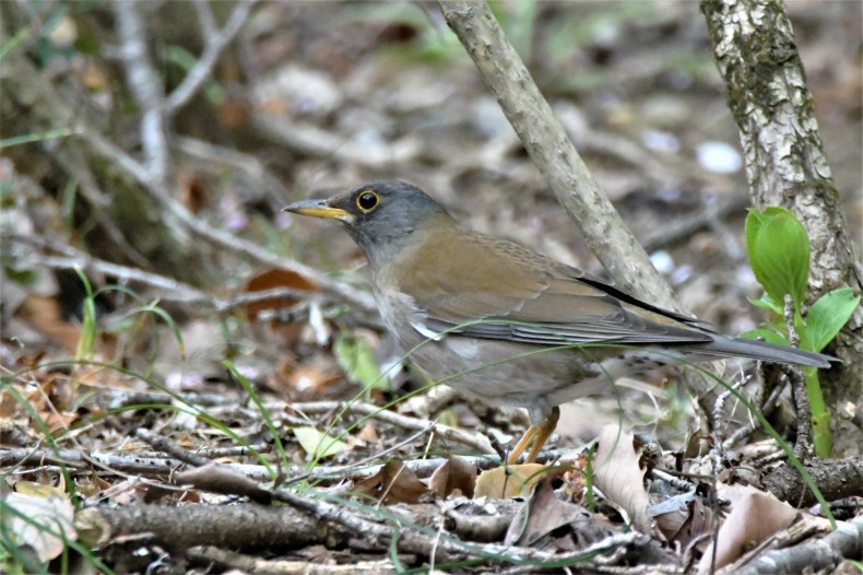 まだまだ冬鳥がいます。シロハラ、ヤマガラ、カシラダカ_e0385334_15353101.jpg