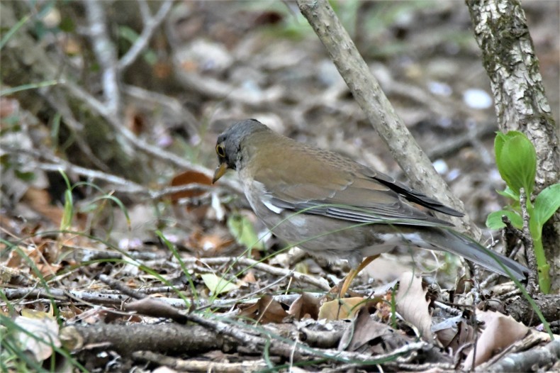 まだまだ冬鳥がいます。シロハラ、ヤマガラ、カシラダカ_e0385334_15354512.jpg