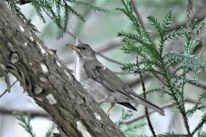 まだまだ冬鳥がいます。シロハラ、ヤマガラ、カシラダカ_e0385334_15360282.jpg