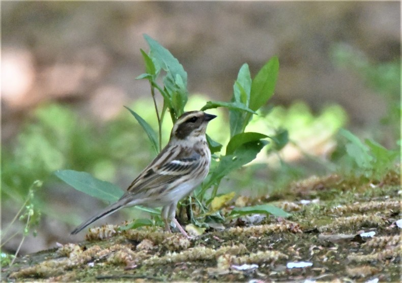 まだまだ冬鳥がいます。シロハラ、ヤマガラ、カシラダカ_e0385334_15400518.jpg