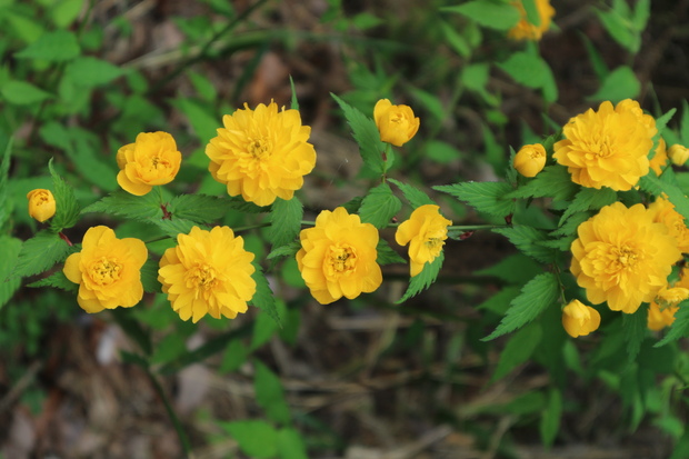 山芍薬を見たくて（男池）＆鳥屋城跡（城山）＆白水湿性花園！_e0272335_223421.jpg