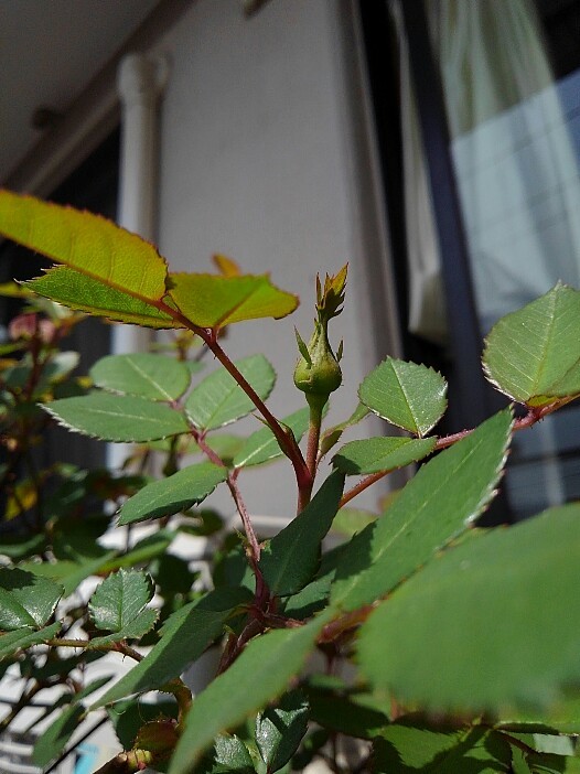 マロン通院_d0152937_23075498.jpg