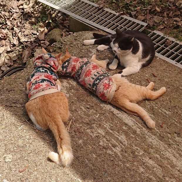お休みなさい～_e0145441_22214849.jpg
