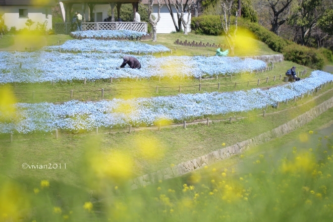 大阪 花盛りの公園で撮影会 in 花博記念公園 鶴見緑地_e0227942_21464800.jpg
