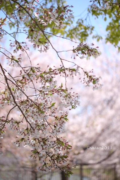 大阪 花盛りの公園で撮影会 in 花博記念公園 鶴見緑地_e0227942_21533647.jpg
