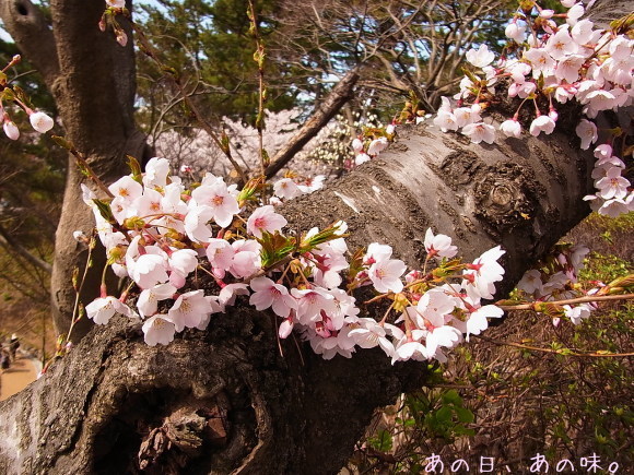 お花見2019。_a0305046_15100211.jpg