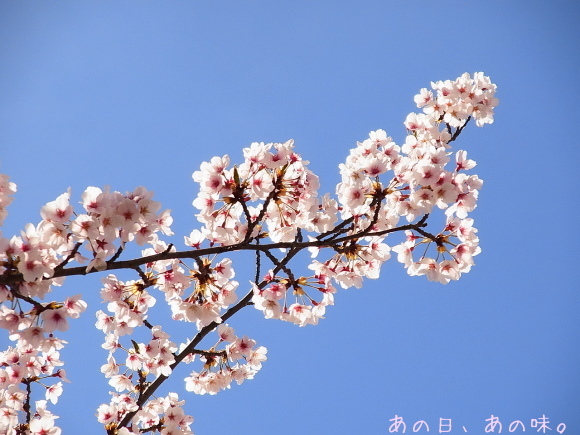 a0305046_15102986.jpg