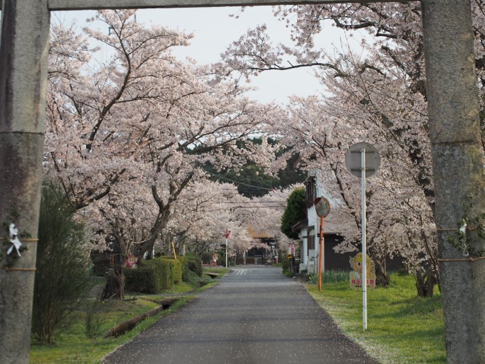 新治の桜_f0366047_22182715.jpg