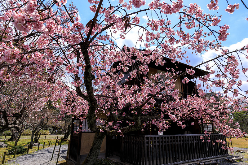 桜咲く京都2019　傍花閣のかたわらに咲く修善寺寒桜としだれ桜（渉成園）_f0155048_004571.jpg