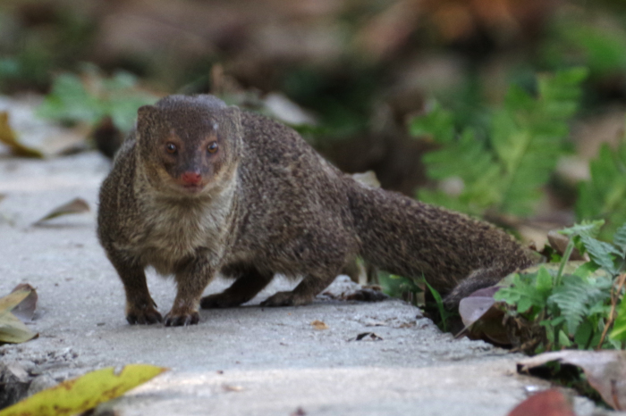 ネパールの動物 還暦からのネイチャーフォト