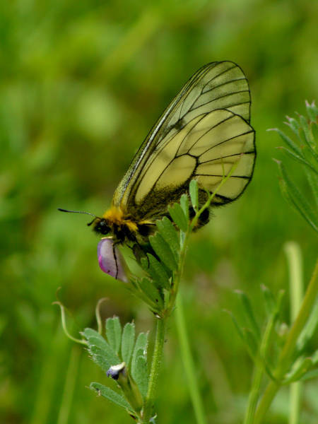 c0045352_20225147.jpg
