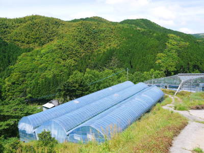 究極の柑橘「せとか」平成31年度も大好評!今期発送予定分カウントダウンです!驚きの甘さをお届けします!_a0254656_17201515.jpg