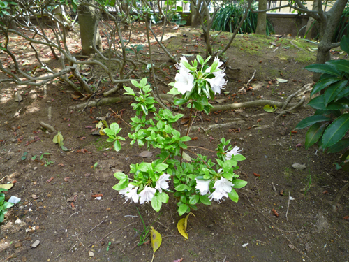 b0045357_09211736.jpg