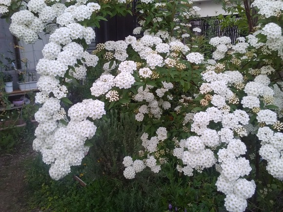 我が家の花園_d0116059_20170153.jpg