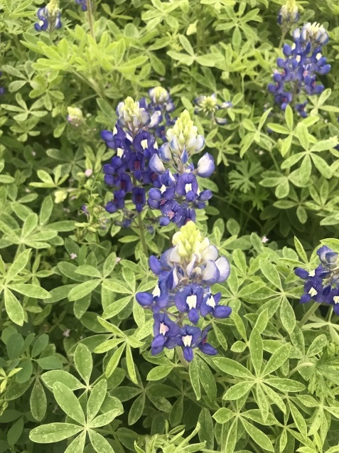 Trip to TEXAS ① テキサスへの旅① (てらこや新聞164-167号かめいのコーナーより)_c0115560_22234029.jpg