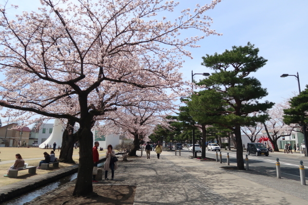 2019 4月 SAKURA 番外・十和田市 編_f0173161_08503340.jpg