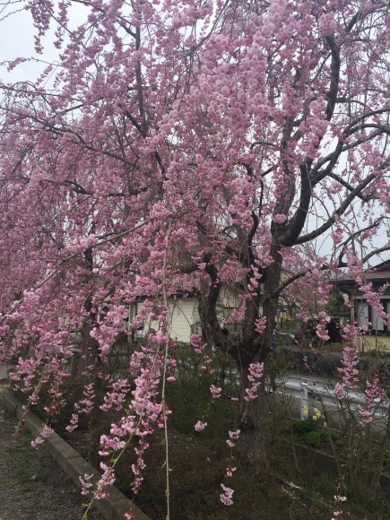 f0238767_17283332.jpeg