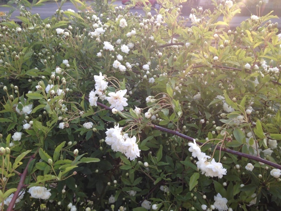 必然の意味・光の導き***_e0290872_08345458.jpg