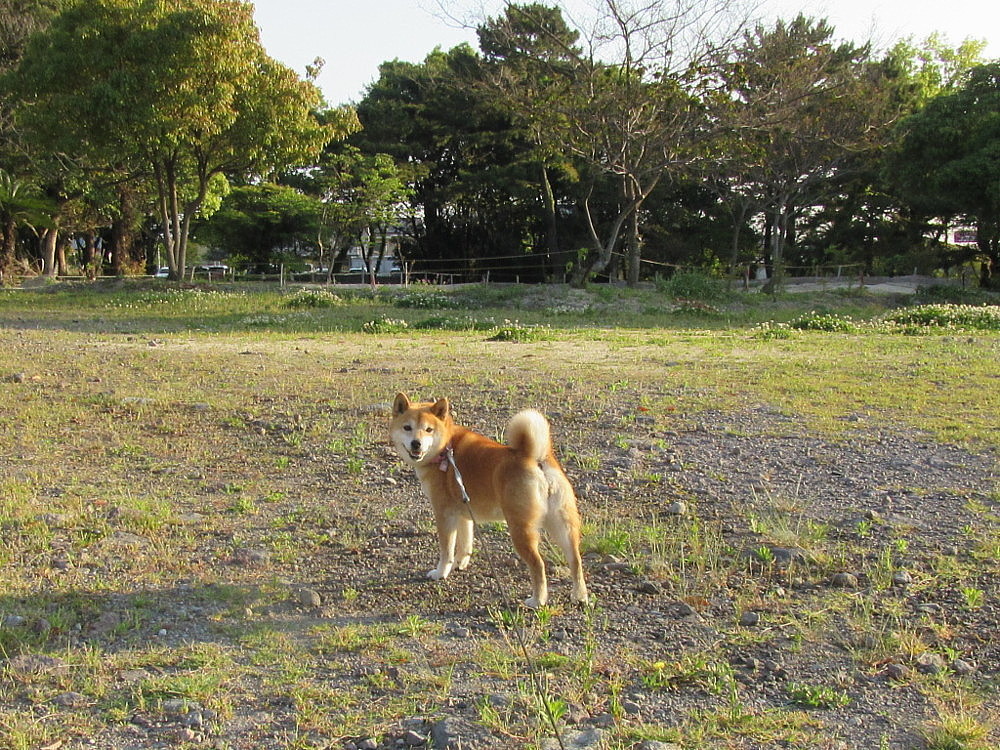 4月下旬なのに暑い一日_b0088173_18065246.jpg