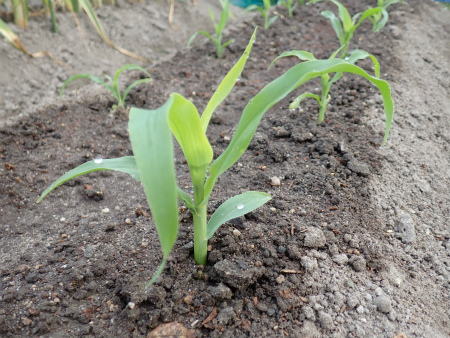 2019年夏野菜、準備大忙し_d0182075_21040323.jpg