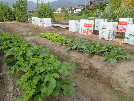 2019年夏野菜、準備大忙し_d0182075_21042193.jpg