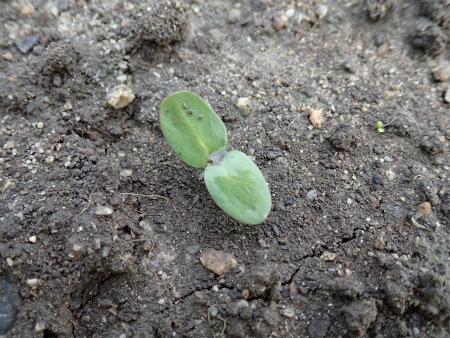 2019年夏野菜、準備大忙し_d0182075_21055113.jpg