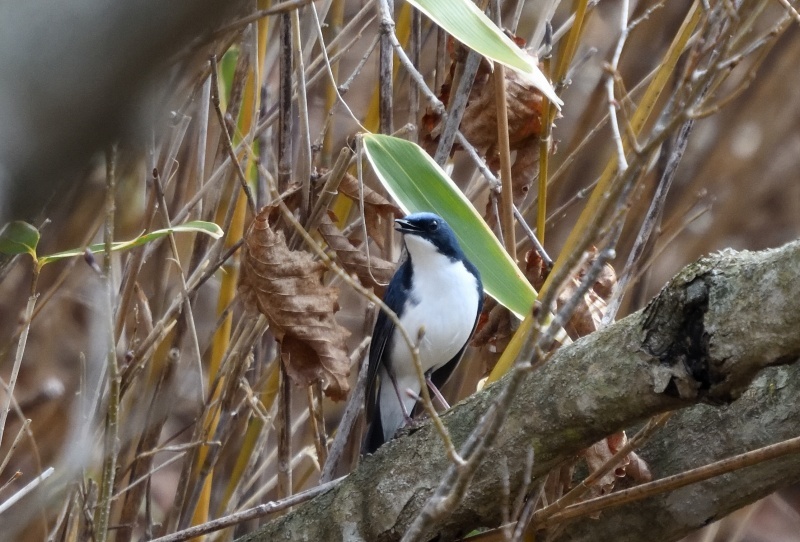 【夏の鳥シーズン開幕】　　　今日一日で撮れた夏の鳥_a0329277_20513756.jpg