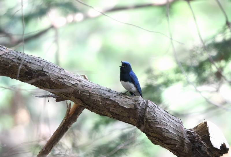 【夏の鳥シーズン開幕】　　　今日一日で撮れた夏の鳥_a0329277_20564017.jpg