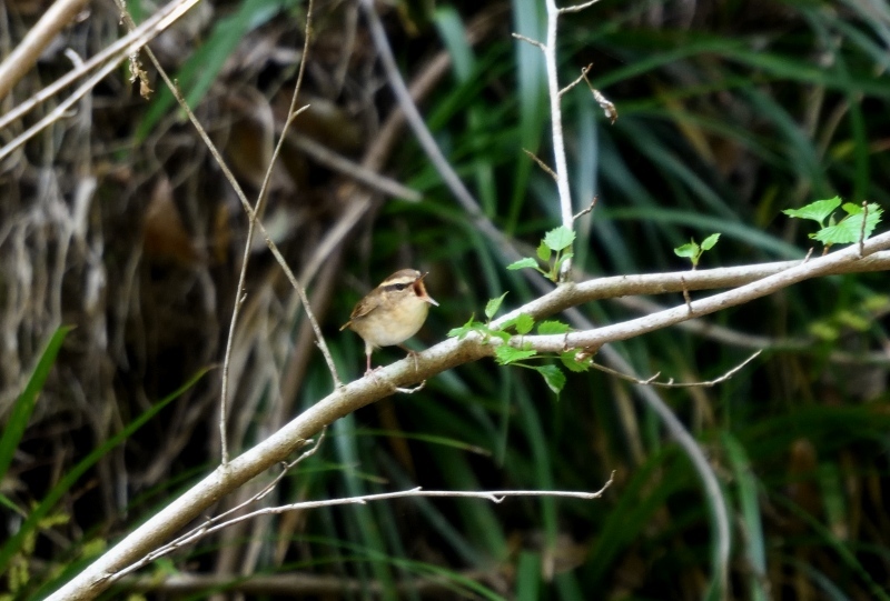 【夏の鳥シーズン開幕】　　　今日一日で撮れた夏の鳥_a0329277_20571498.jpg