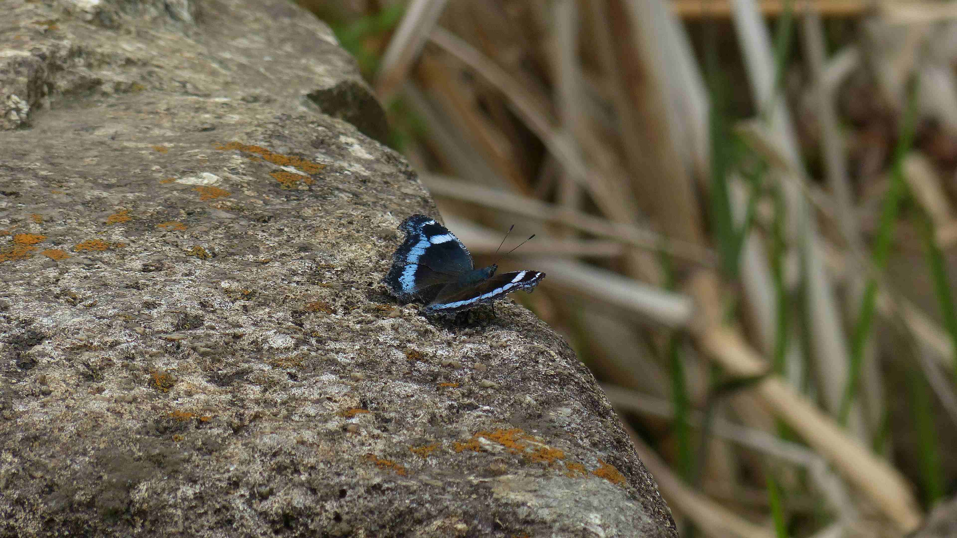 a0185081_22473861.jpg